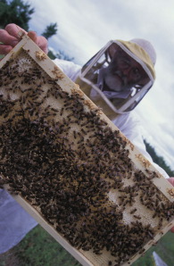 beekeeper